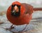 Closeup of a Northern Red male Cardinal eating a yellow jacket wasp and looking at the camera.