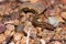 Closeup of a northern two-lined salamander (Eurycea bislineata) on stones