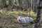 Closeup of a Norwegian sheep resting in the woods