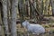 Closeup of a Norwegian sheep resting in the woods