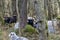 Closeup of Norwegian sheep resting in the woods