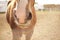 Closeup of the nose of a brown horse. Animal detail portrait outdoor