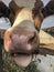 Closeup nose of a cow stick out its tongue