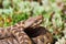 Closeup of nose horned viper in natural environment