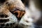 Closeup nose of Maine Coon black tabby cat . Macro