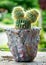 Closeup of Notocactus leninghausii on handmade concrete artisan pot