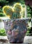 Closeup of Notocactus leninghausii on handmade concrete artisan pot