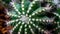 Closeup of Notocactus magnificus