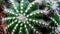 Closeup of Notocactus magnificus