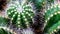 Closeup of Notocactus magnificus