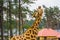 Closeup of a Nubian giraffe, Sub specie of the northern giraffe, Critically endangered animal species from africa