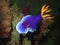 Closeup with nudibranch during the night dive in Sabah, Borneo.