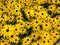 Closeup of Numerous Black-Eyed Susan& x27;s in a Garden