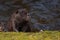 Closeup of a nutria resting in the water by the riverbank