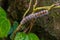 Closeup of an oak eggar caterpillar on a plant in a field with a blurry background