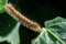 Closeup of an oak eggar caterpillar on plants in a field in Malta with a blurry background