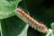 Closeup of an oak eggar caterpillar on plants in a field in Malta with a blurry background