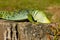 Closeup of an Ocellated lizard under the sunlight