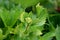 Closeup od Hydrangea or Hortensia garden shrub closed flower buds surrounded with jagged light green leaves planted in local urban