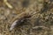 Closeup of the odd parasite , the dark-edged bee-fly , Bombyblius major, sitting on the ground