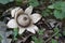 Closeup on the odd shaped collared, saucered or triple earthstar mushroom, Geastrum triplex on the forest floor