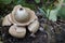 Closeup on the odd shaped collared, saucered or triple earthstar mushroom, Geastrum triplex on the forest floor