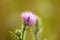 Closeup of oedemera femorata on spiny plumeless thistle flower with selective focus on foreground