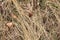 Closeup of old aged dry grass straw background texture. Macro of a textured eco natural backdrop. Ecological organic autumn fall