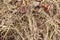 Closeup of old aged dry grass straw background texture. Macro of a textured eco natural backdrop. Ecological organic autumn fall