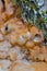 Closeup of Old Brown tree Fungus Parasite on Tree Stem Against Autumn Scenery in Polesye natural Resort