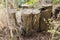 Closeup of old cork bee hives surrounded by green plants and grass