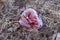 Closeup of an old dirty fake flower at an old delapidated looking graveyard on a gray gloomy day, in Upstate New York