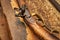 A closeup of an old flintlock rifle.