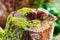 Closeup of an old, mossy oak trunk in a secluded forest. Chopped down tree stump signifying deforestation and tree