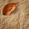 Closeup of old parchment paper with leaf