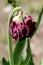 Closeup of old purple tulip with completely dried petals and dark green leaves surrounded with other flowers in local garden