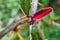 Closeup of an old red leaf or Oregon grapes on a stem