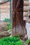 Closeup of an old rustic door of a farm house