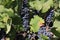 Closeup of old vine zinfandel red wine grapes in a vineyard within Lodi, California