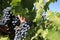 Closeup of old vine zinfandel red wine grapes in a vineyard within Lodi, California