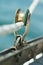 Closeup of old vintage metal yacht block with the rope, used to