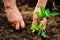 Closeup of an old woman`s hands planting a seedling of a tomato into the soil. Gardener covering the roots of a tomato with groun