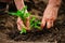 Closeup of an old woman`s hands planting a seedling of a tomato into the soil. Gardener covering the roots of a tomato with groun