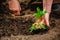 Closeup of an old woman`s hands planting a seedling of a tomato into the soil. Gardener covering the roots of a tomato with groun