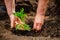 Closeup of an old woman`s hands planting a seedling of a tomato into the soil. Gardener covering the roots of a tomato with groun