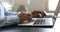 Closeup older woman hands texting e-mail on modern laptop keyboard