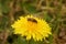 Closeup on the oligolectic buff-tailed mining bee, Andrena humilis sitting on top of it's host plant , a yellow