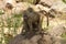 Closeup of Olive Baboons