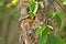 Closeup Olive-Backed Sunbird in Nest on Nature Background