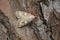 Closeup on a Olive Pearl crambid moth, Udea olivalis, sitting on wood